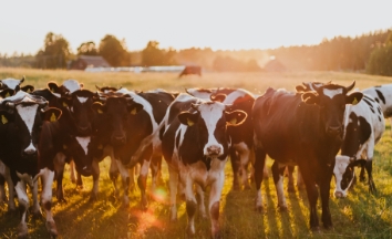 Dairy cows