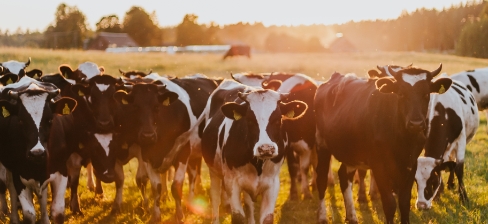 Multiple dairy cows