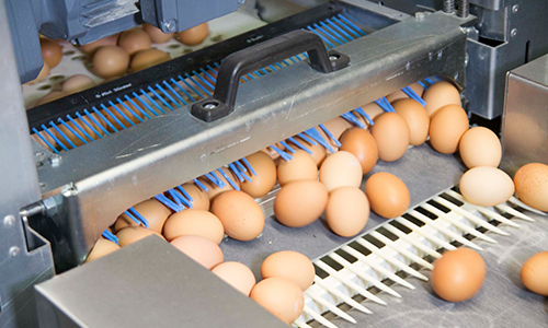 Eggs in a sorting machine