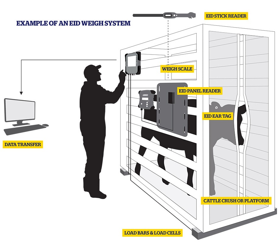 Automatic cow weigher