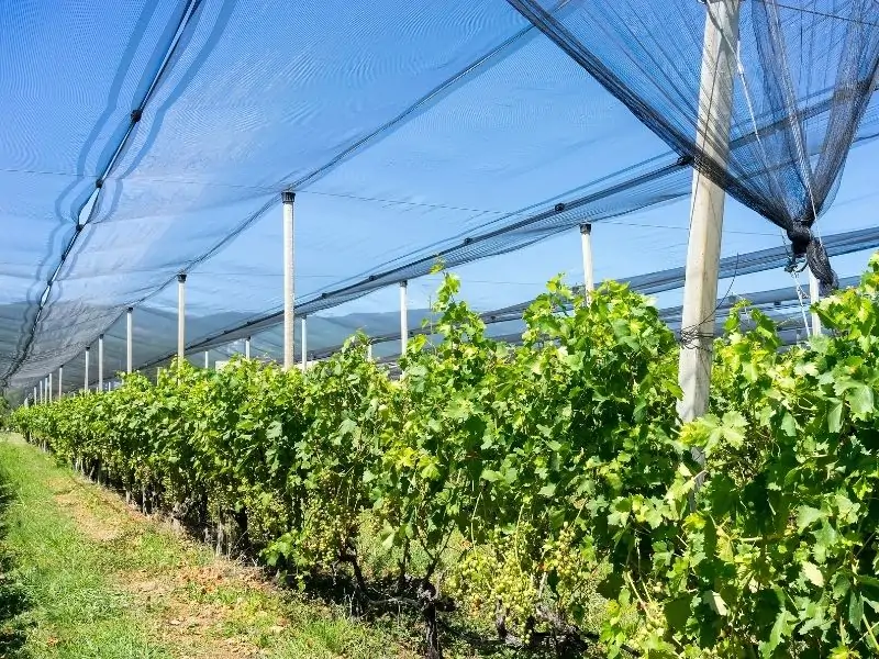 Vineyard covered with a net