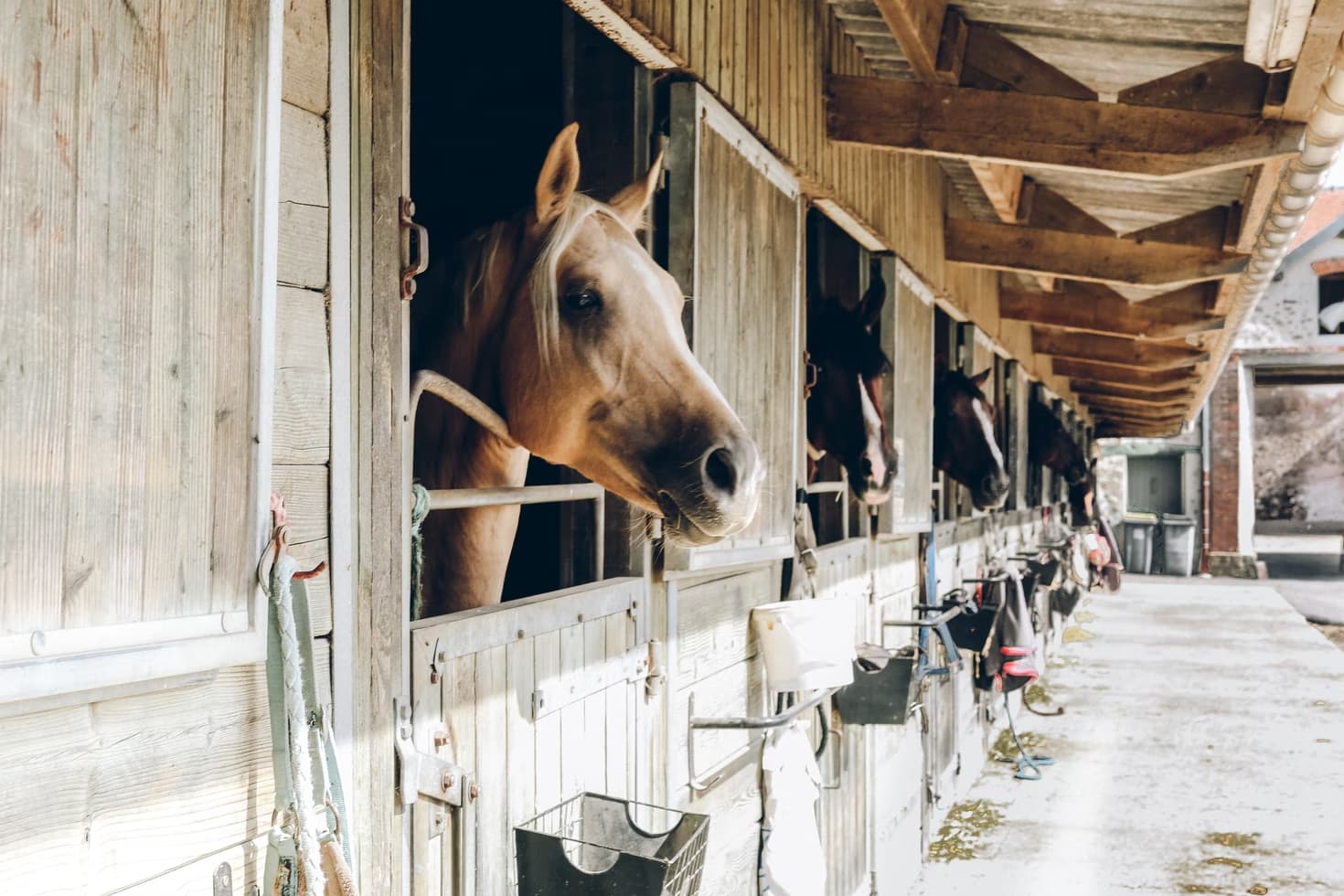 Horses in a stable