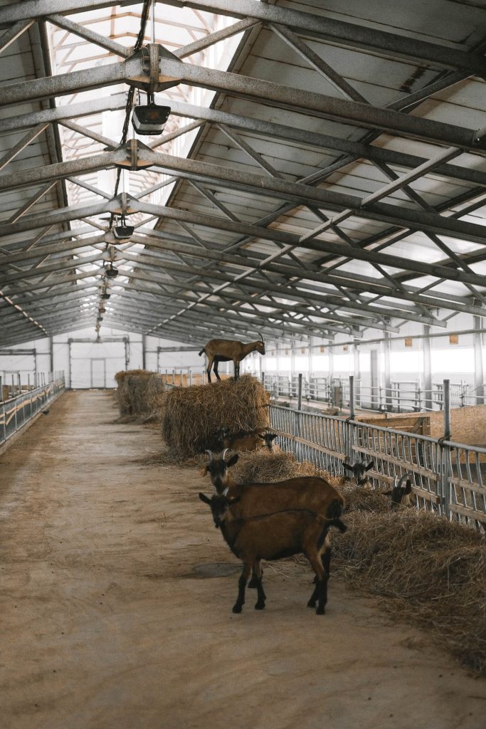 Barn with goats inside