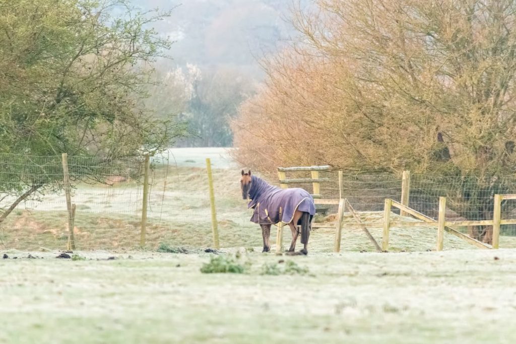 Horse in a field