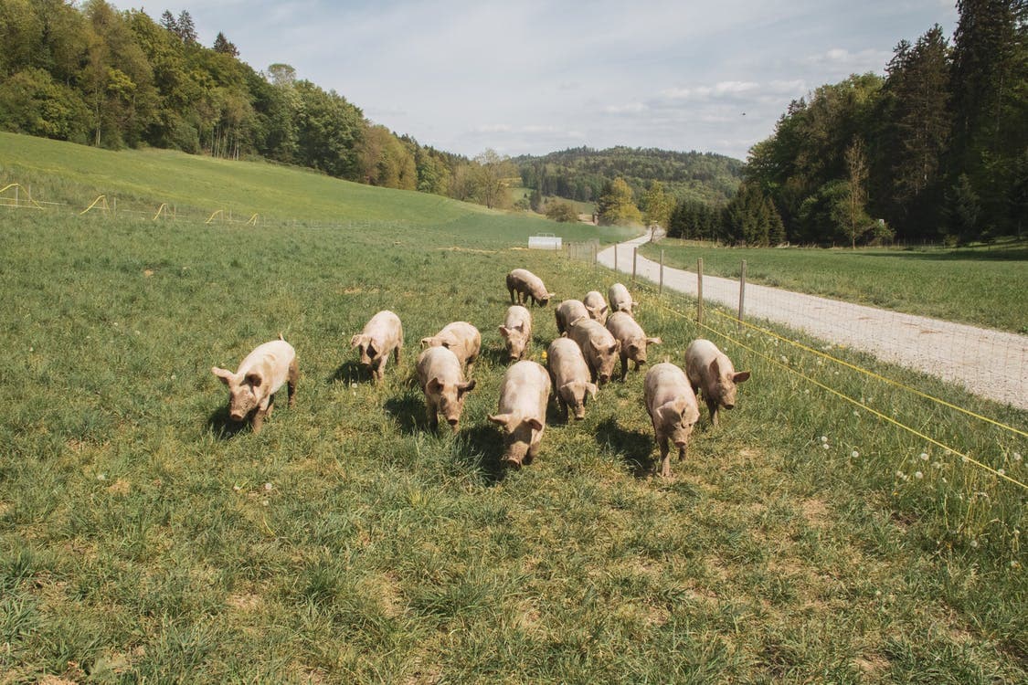 Pigs in a green field