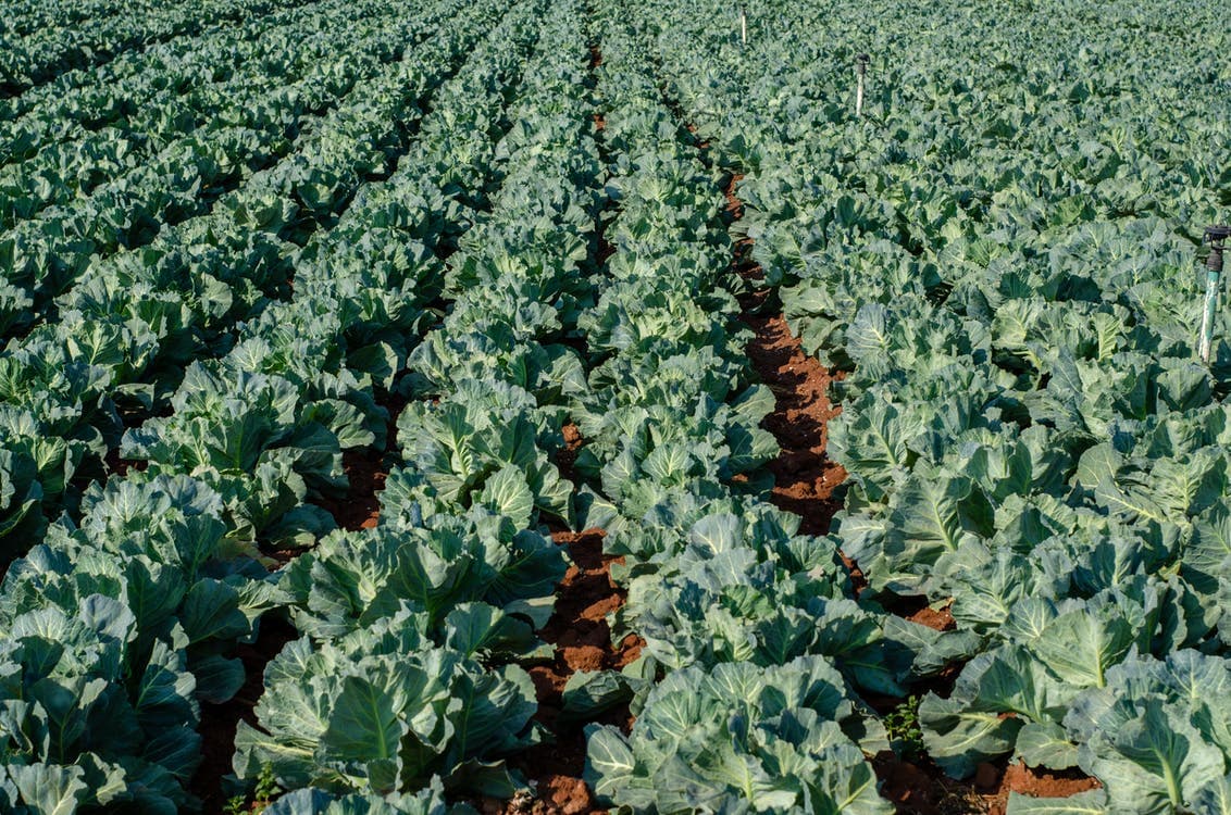 Vegetable field