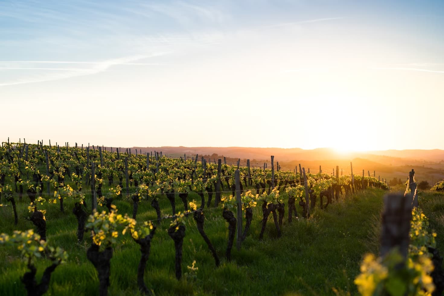 Sunset over a vineyard